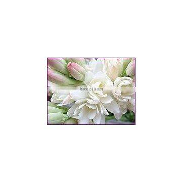 Fresh Tuberose Absolute