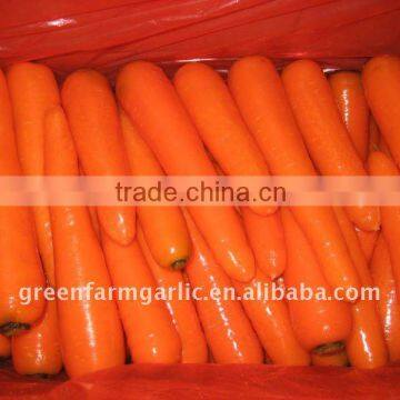 Supplying Farm Fresh Bright Yellow Carrot 2011 Corps