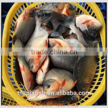 fish pomfret whole round