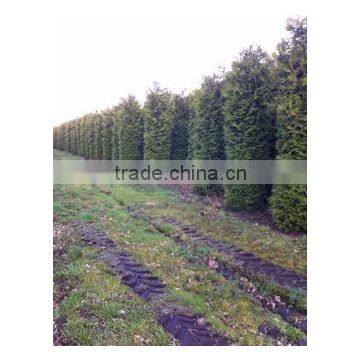 Thuja Brabant Occidentalis A Quality photo-2