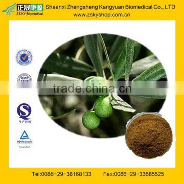 Olive Leaf Extract from GMP Certified Manufaturer