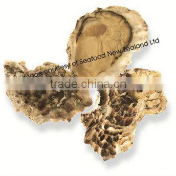 Live New Zealand Pacific Oyster