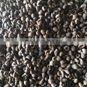 Vietnam High quality dried sea cucumber with HACCP certificate