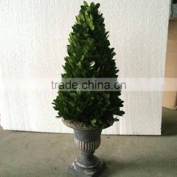 Natural preserved boxwood cone topiary producer