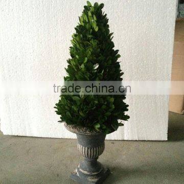 Potted Preserved Boxwood Ball Topiary Producer photo-2