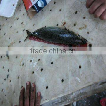 Frozen Fishing Suppliers Wholesale