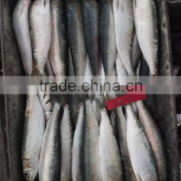 Fresh Sardine for Bait on Sale photo-2