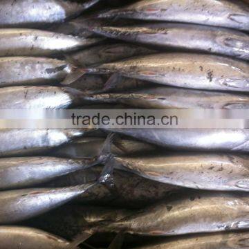 Frozen Bonito Tuna photo-5