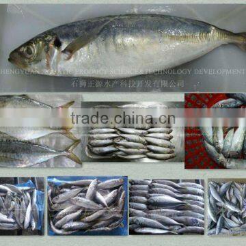 light catching whole round scad/horse mackerel to export