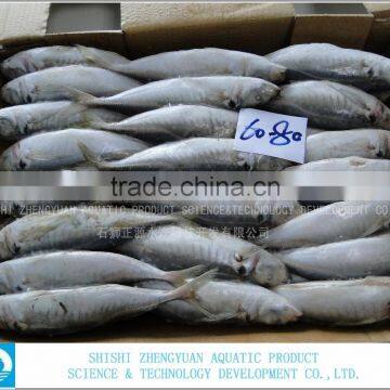Fresh Seafood Frozen Fish Horse Mackerel photo-3