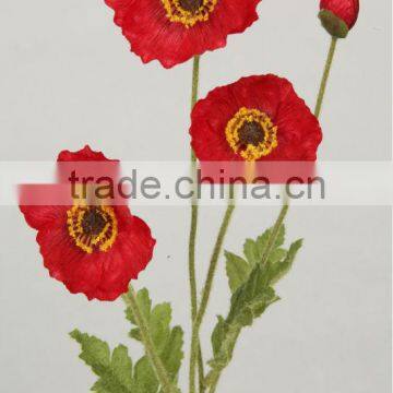 Poppy Natural Flowers