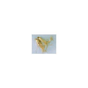 Panax Ginseng Extract