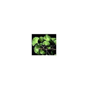 Ginkgo Bilota Extract