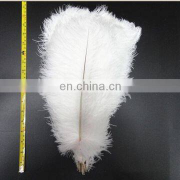 ostrich feather