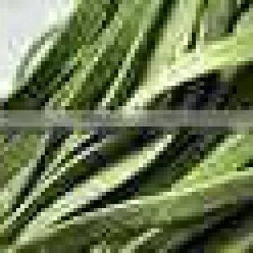 Italian Noodles Cutter Machine Table Top Model photo-6