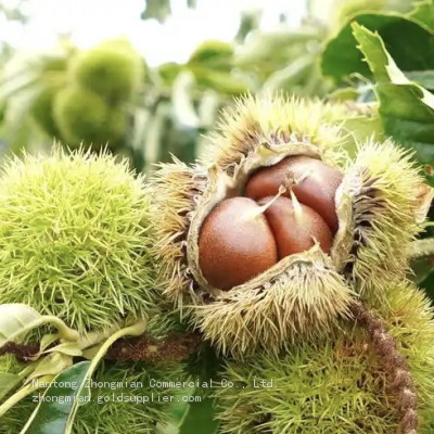Chestnut Snack Organic Healthy Snack for All Ages photo-3