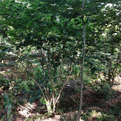 Price of Chinese Redbud Trees photo-2