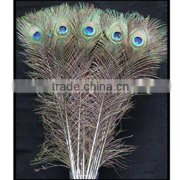 Wholesale Natural Peacock Feather Decorative Birds photo-4