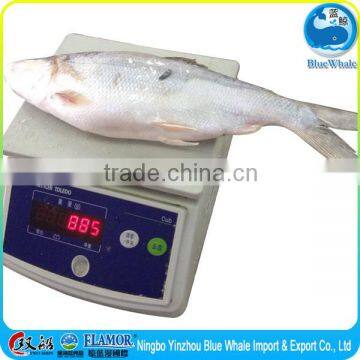 Frozen Milkfish A large number of factory direct sale wholesale