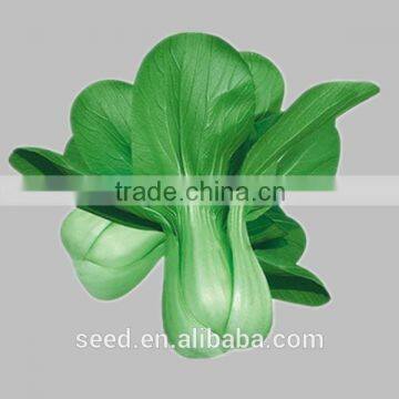 hot sale Chinese pakchoi seeds SXPa No.2