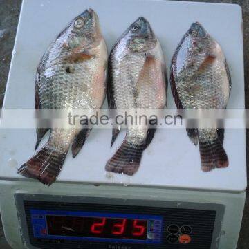 Tilapia Bream 50-100G