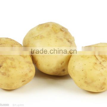 2014 fresh potato and high quality potato hot sale in dubai