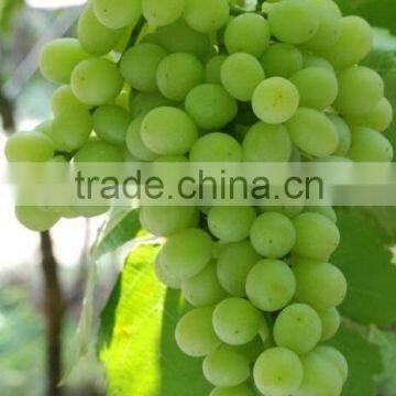 Fresh Grapes