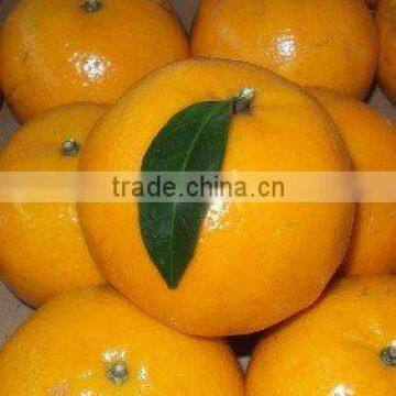 Kino Mandarin Tangerine Orange Citrus fruit from Pakistan