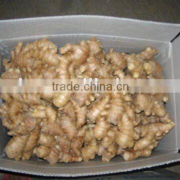 shandong ginger