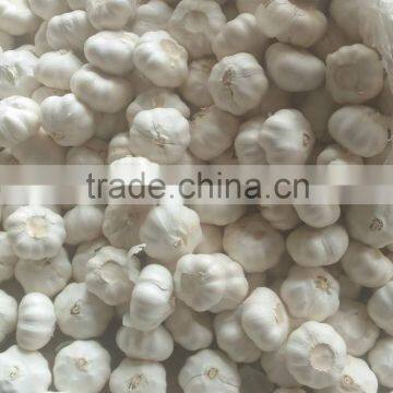 Chinese Garlic for World Market photo-3