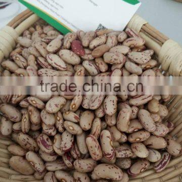 Chinese Light Speckled Kidney beans Long Shape on promotion