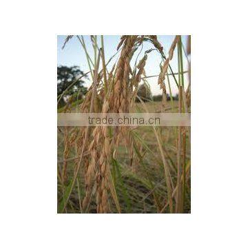 Vietnam Japonica rice with high quality and best price website sonainter4 hot hot hot