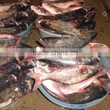 Frozen Silver Carp Whole Round For Market