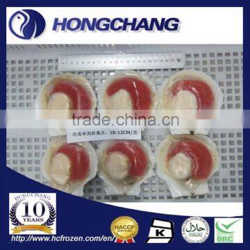 Frozen Half Shell Scallop Roe on photo-2