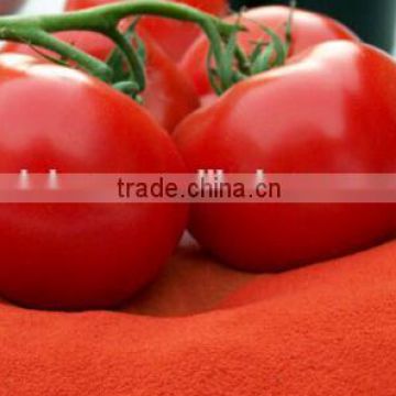 Instant tomato powder hot selling