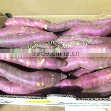 JAPAN YELLOW SWEET POTATO photo-2