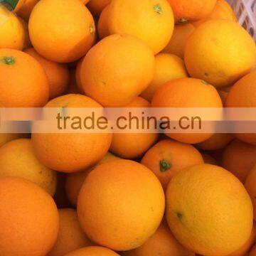 Fresh Sweet Naval Orange photo-4