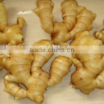 China ginger importing countries