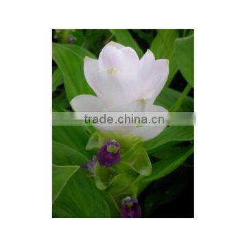 Curcuma Alismatifolia White Beauty