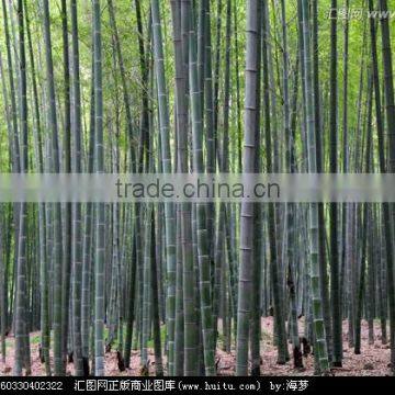 Nature Dried Bamboo Pole Diameter 2-10cm Height 6m for Sale photo-4