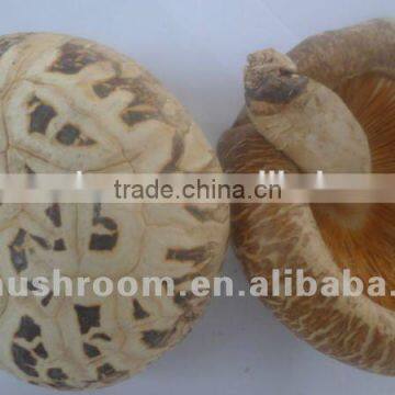 Pollution-free Flower dried shiitake mushroom