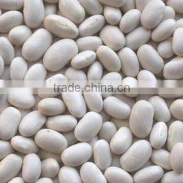 White Kidney Bean From Vietnam for Sale