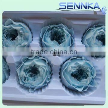 Luxurious light Blue Austin preserved rose flower sale by bulk