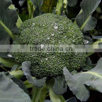 HBR02 Zhici F1 hybrid broccoli seeds