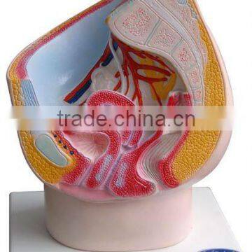 MEDICAL AND TEACHING MODEL-MODEL OF MEDIAN SAGITTAL SECTION OF FEMALE PELVIC CAVITY LM1145