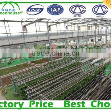Multi-Span Agricultural Greenhouses Type and PC Sheet Cover Material Commercial Greenhouses photo-5