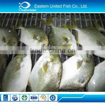 IQF Frozen Whole Round Golden Pomfret Fish photo-2