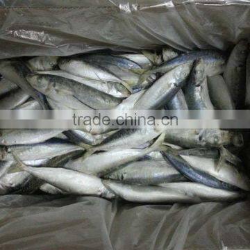 Fish Exporters Horse Mackerel Frozen Trachurus Trachurus