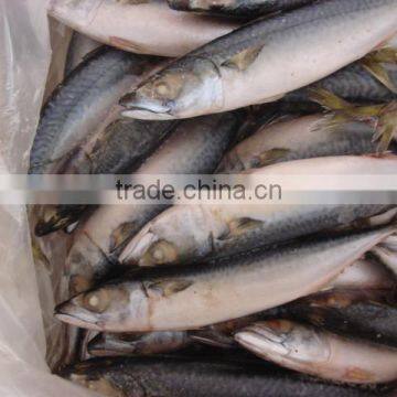 Whole Round Frozen Pacific Mackerel150-200g photo-3