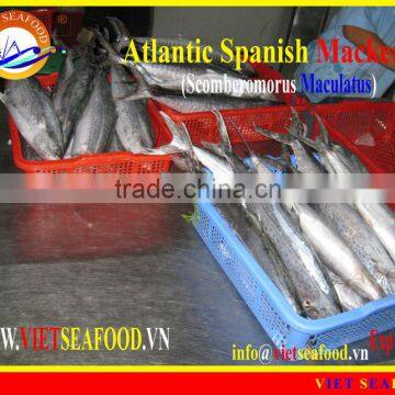 FROZEN W/R ATLANTIC SPANISH MACKEREL